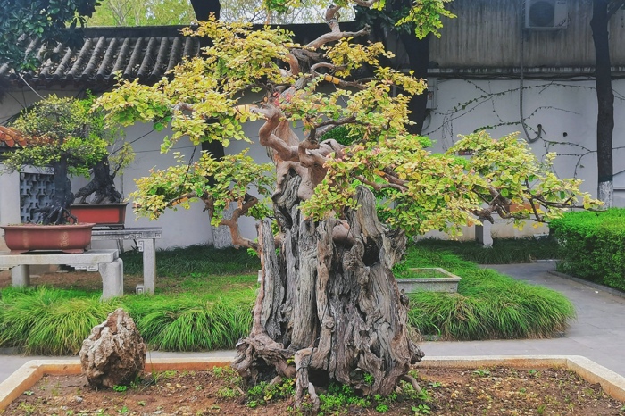 盆景花卉评估